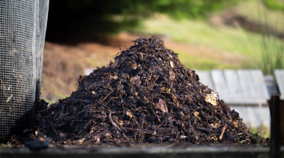 Una imagen de una pila de compost de cerca.  Se juntaron hojas y otros materiales orgánicos muertos para comenzar a cocinar una pila de compost. 
