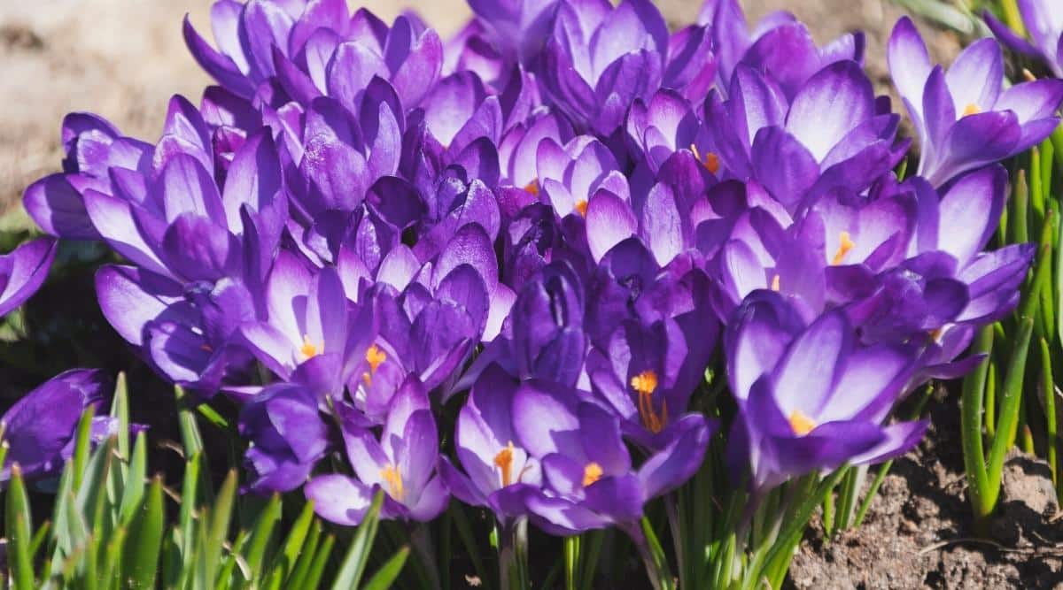 Primer plano de la primavera púrpura Crocus sativus floreciendo con polen naranja visible a la luz del sol a principios de la primavera.  Esta es una planta baja, no más alta de 10 cm, con hojas lineales muy estrechas, envueltas por los lados, y flores individuales en forma de embudo de campana de color púrpura.  El fondo está ligeramente borroso.
