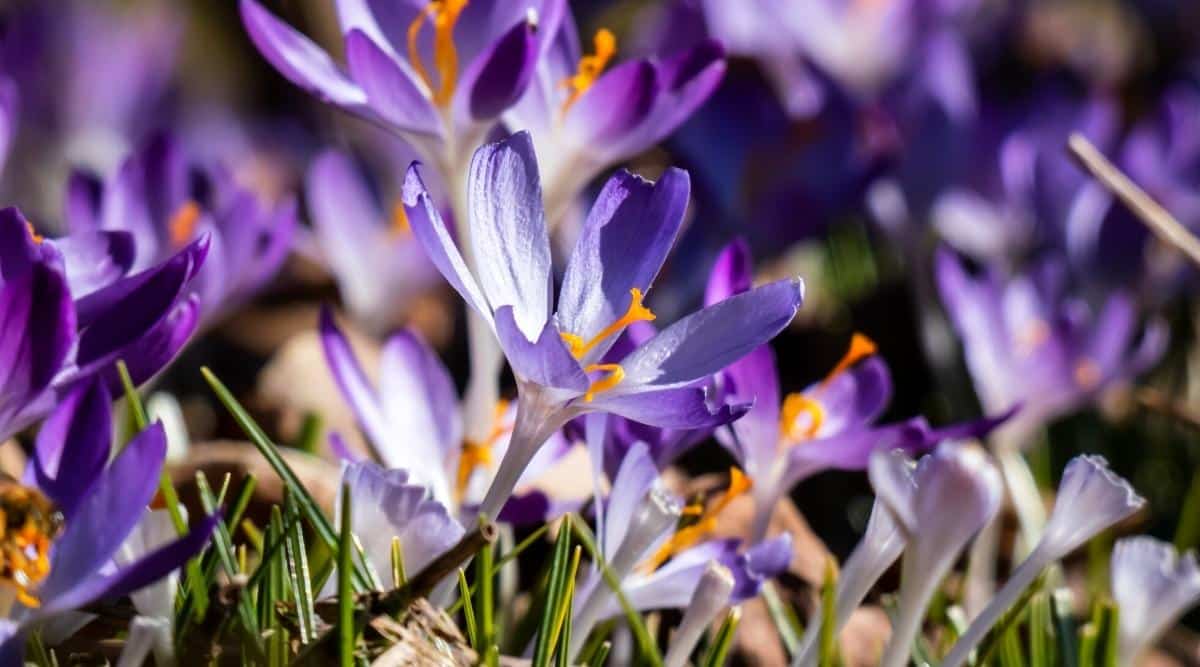 Hermosa foto macro de azafranes de primavera púrpura (Crocus vernus) floreciendo con polen naranja visible a la luz del sol a principios de la primavera.  Es una planta baja, no mayor de 10 cm, con hojas lineares muy estrechas envueltas por los lados y flores individuales en forma de embudo de campana de color púrpura.  El fondo está ligeramente borroso.