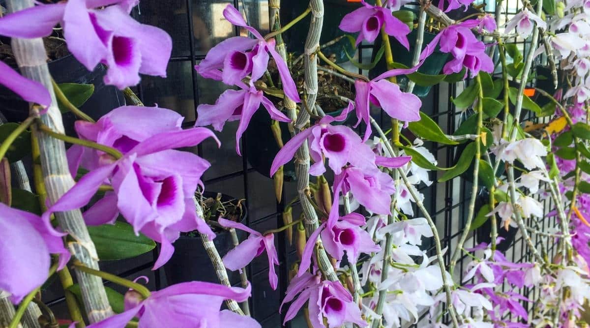 Primer plano de orquídeas Dendrobium Anosmum 'Honohono' colgando en una cascada de flores contra una red negra.  Las flores son de tamaño mediano, de color púrpura oscuro y blanco con un centro morado.  Follaje verde en fuertes rizos de enredaderas de orquídeas entre magníficas flores.