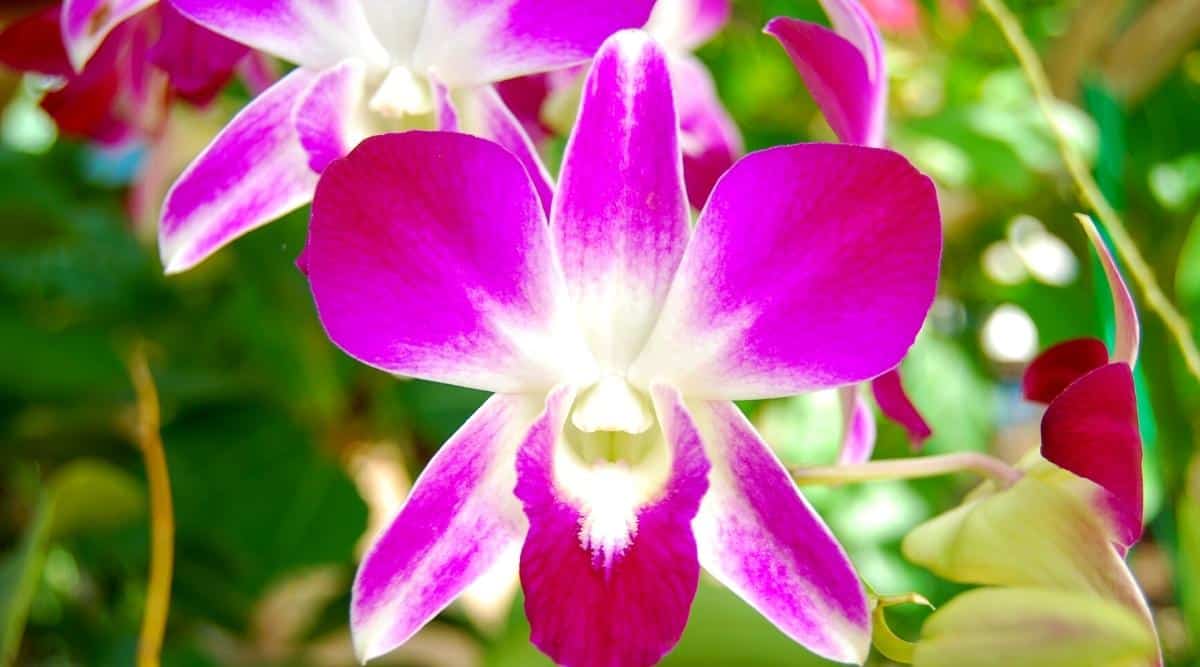 Una imagen de un Dendrobium 'Bombay' morado en plena floración.  La flor está floreciendo y al fondo se puede ver un follaje desenfocado.  Los pétalos son de un púrpura más oscuro en el exterior y lavanda en el interior.  Más cerca del centro de la flor, los pétalos son blancos.