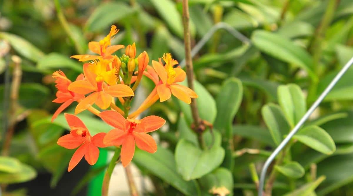 Una imagen de Epidendrum 'Pacific Girl' floreciendo de cerca con flores naranjas.  En el fondo borroso se puede ver un follaje verde.  Las flores son de un naranja brillante, con algunas de ellas de un tono naranja más intenso en el exterior.  Hay un total de unas ocho flores, tres de las cuales son de color naranja más intenso.