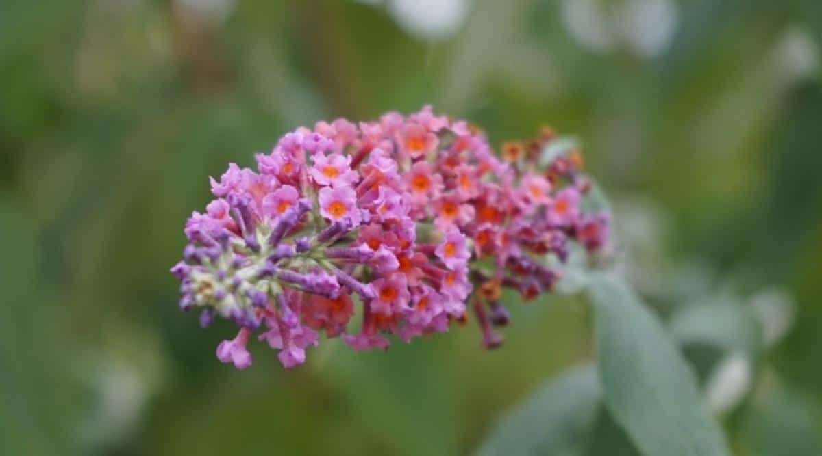 Una variedad de arbusto de mariposas llamado 'flower power' con pequeñas flores de color púrpura y naranja que crecen en un racimo en forma de cono.  Están en la punta de un largo tallo de un exuberante arbusto de color verde grisáceo con las hojas y el resto de la planta en el fondo borroso. 