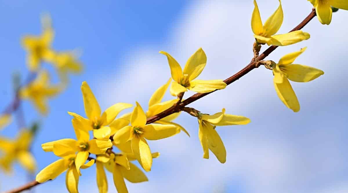 Primer plano de una rama con flores amarillas contra un cielo azul.  Una rama de forsythia en flor tiene diez flores de color amarillo brillante que constan de 4 pétalos y estambres amarillos en el centro.  El fondo está ligeramente borroso.