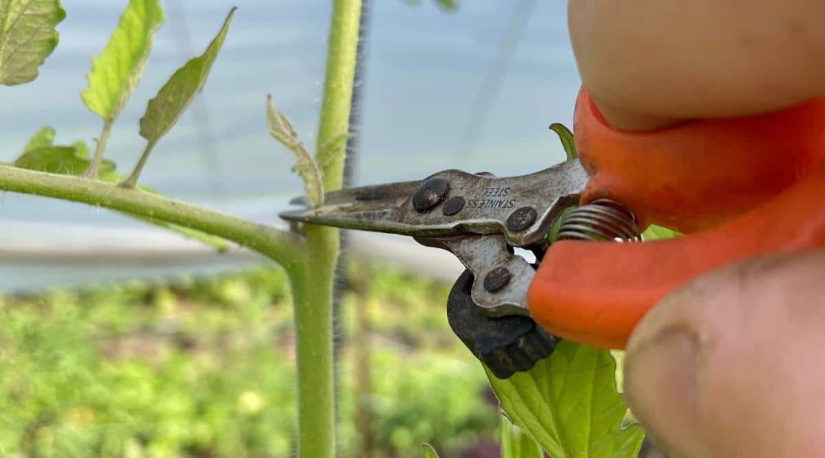 Primer plano de un jardinero cortando un lechón muy joven y pequeño de una planta.  Están usando podaderas rojas pequeñas con el invernadero, y el fondo más allá de la poda de tomates está desenfocado.