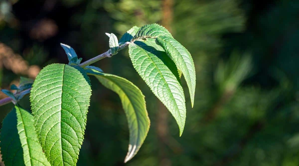 Varias hojas verdes, alargadas en forma de lágrima que crecen en una sola rama que cuelgan ligeramente hacia abajo.  Las hojas se sumergen en la luz del sol contra un fondo de follaje verde borroso.