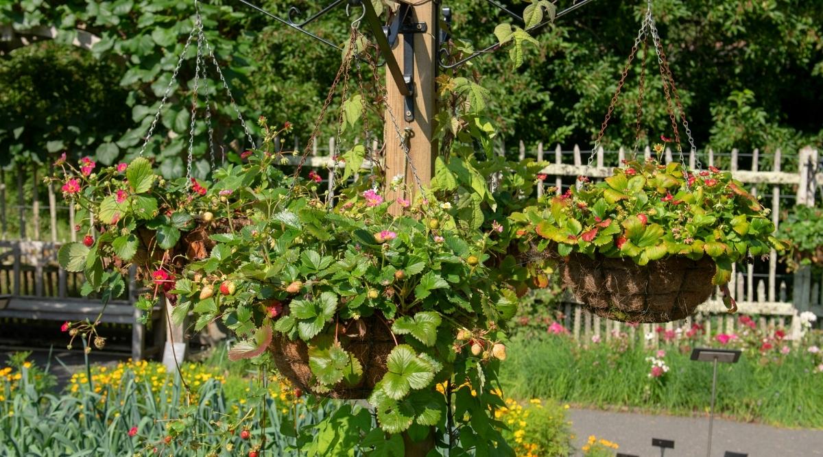 Tres cestas colgantes de un poste central de madera con plantas de fresa que crecen en ellas con cebollas verdes y flores coloridas que crecen en el fondo contra una cerca blanca