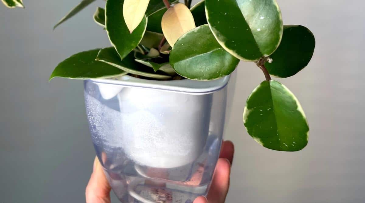 Una planta de interior en una maceta transparente con agua en la base.  Una mano lo sostiene para mirarlo.  La planta es verde con blanco. abigarramiento.