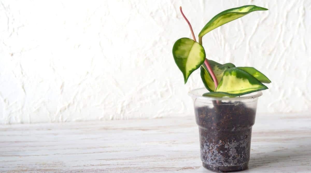 Una planta de interior cortada en un pequeño vaso de plástico sobre una mesa de madera.  El corte tiene hojas abigarradas de color verde claro y crece en suelo oscuro.  La taza de plantación es transparente y hay una pared blanca detrás.