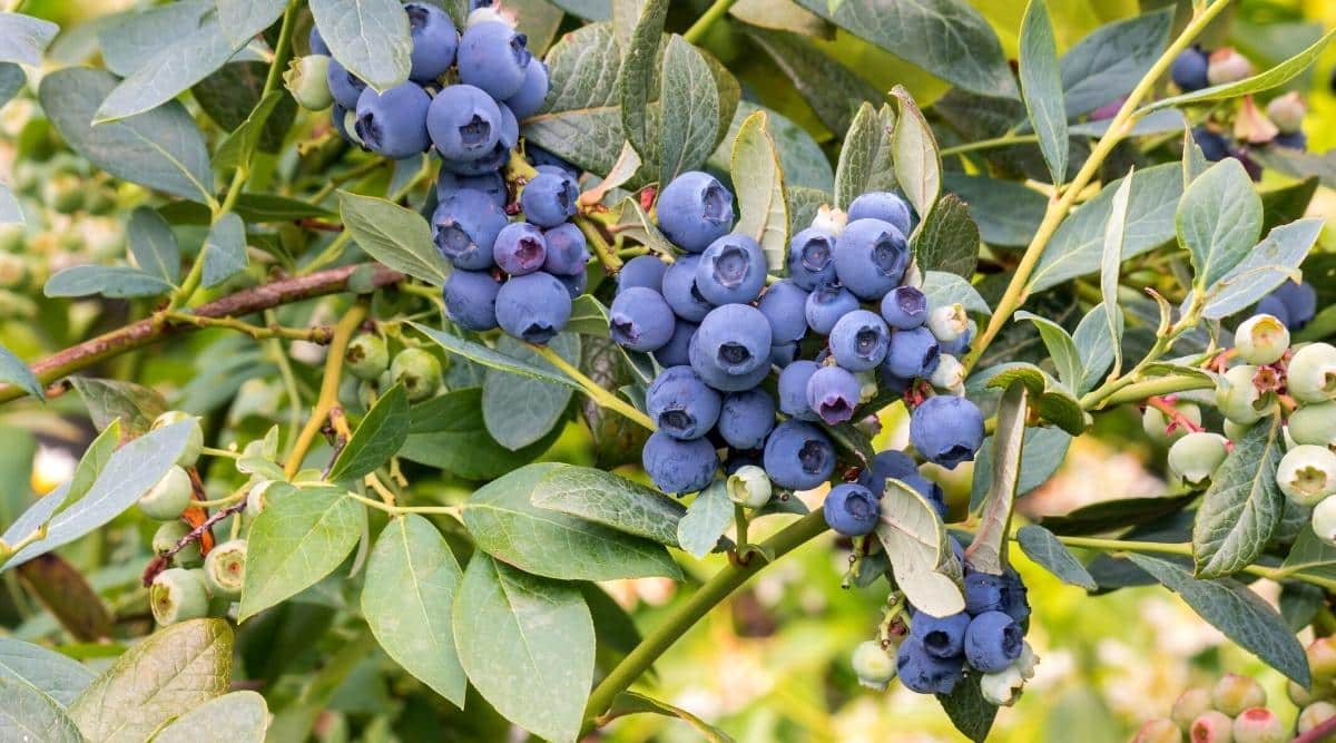 Un primer plano de la Blueberry híbrida de media altura, que es mejor para climas fríos.  Los frutos son muy azules y algunos frutos inmaduros que aún son pequeños y verdes crecen cerca del fruto maduro.  El follaje verde de los arbustos es visible por todas partes.