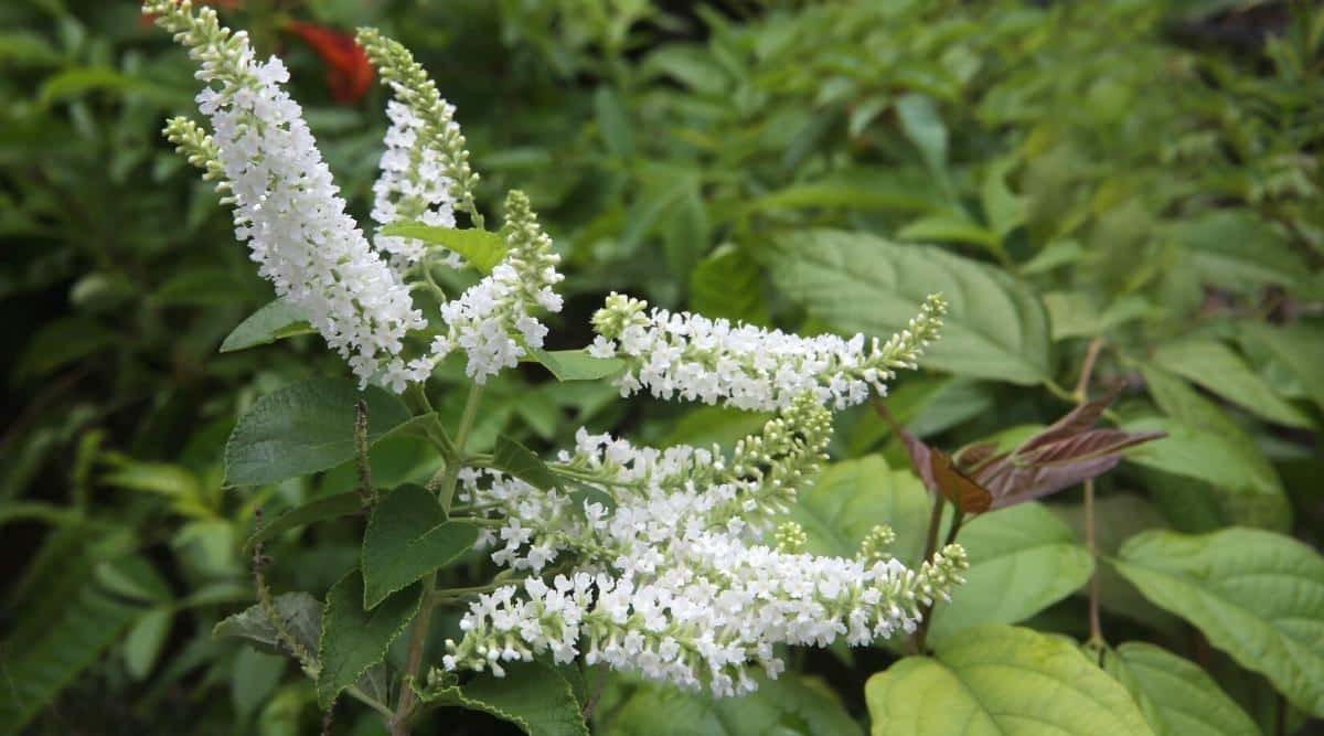 Una variedad de arbusto de mariposa llamado 'trozo de hielo' con pequeñas flores blancas que crecen en racimos alargados en forma de cono, llamados panículas.  Están floreciendo en las puntas de largos tallos de un exuberante arbusto verde con follaje verde en el fondo borroso.
