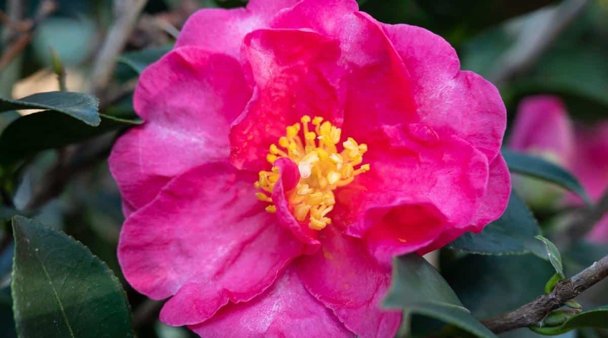 Primer plano de la camelia 'Kanjiro' que florece en el jardín.  Flor grande de color rosa oscuro con pétalos dobles y delicados estambres amarillos.  Follaje oscuro en el fondo.