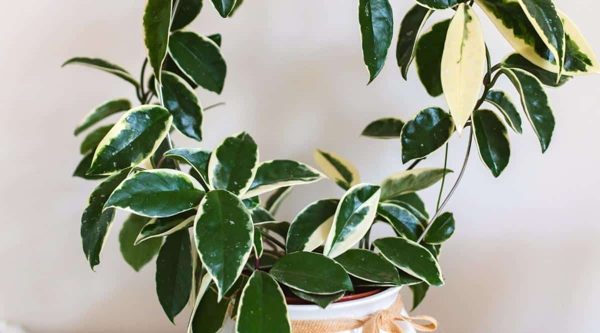 Una planta de interior con hojas abigarradas de color blanco y verde que crece con un soporte de metal en forma de círculo.  Las hojas son brillantes, con una textura cerosa.  La olla es blanca y tiene una cinta atada alrededor de la parte superior.
