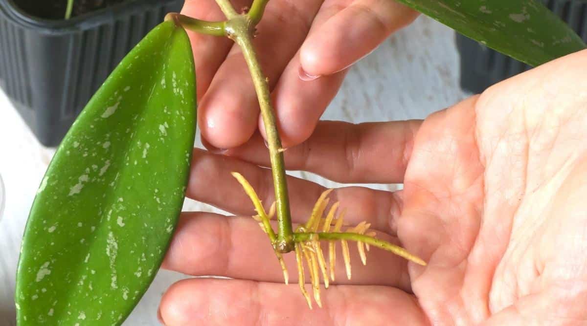 Una raíz de una planta que ha sido arrancada recientemente.  Una mano sostiene el tallo y la raíz, examinándolos.  La hoja se desprende del tallo y tiene coloración blanca y verde.