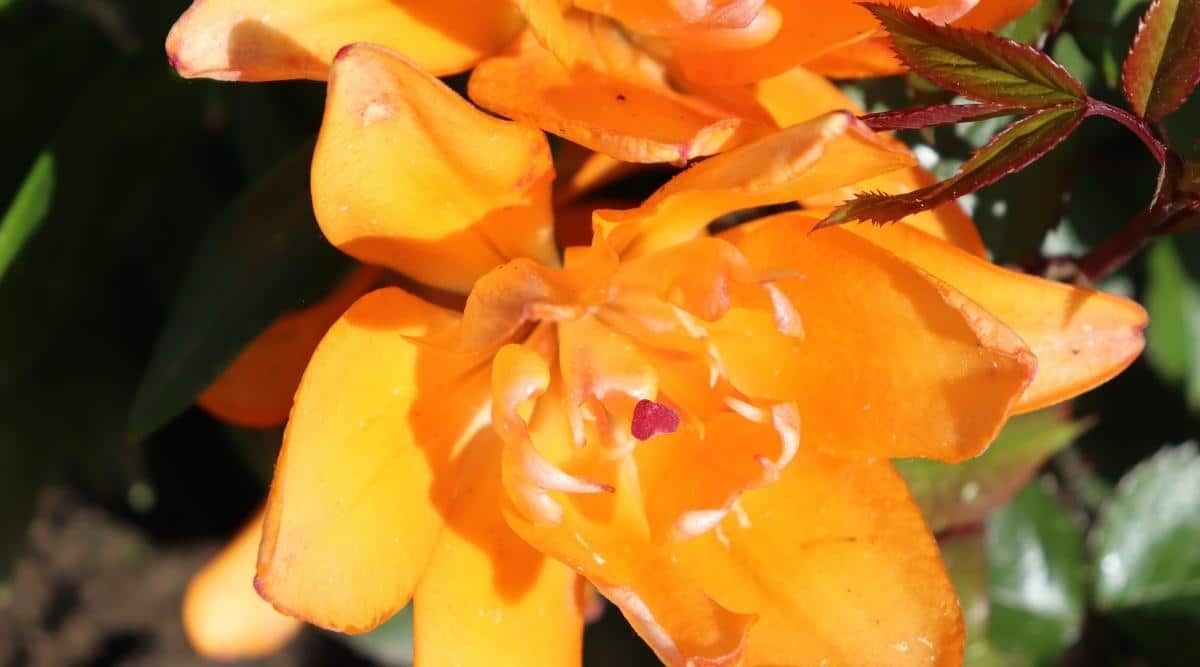 primer plano de Lilium naranja brillante 'Tiny Double you' Flower Close Up con pétalos dobles esponjosos que se abrazan alrededor del estambre de punta roja tomando el sol brillante