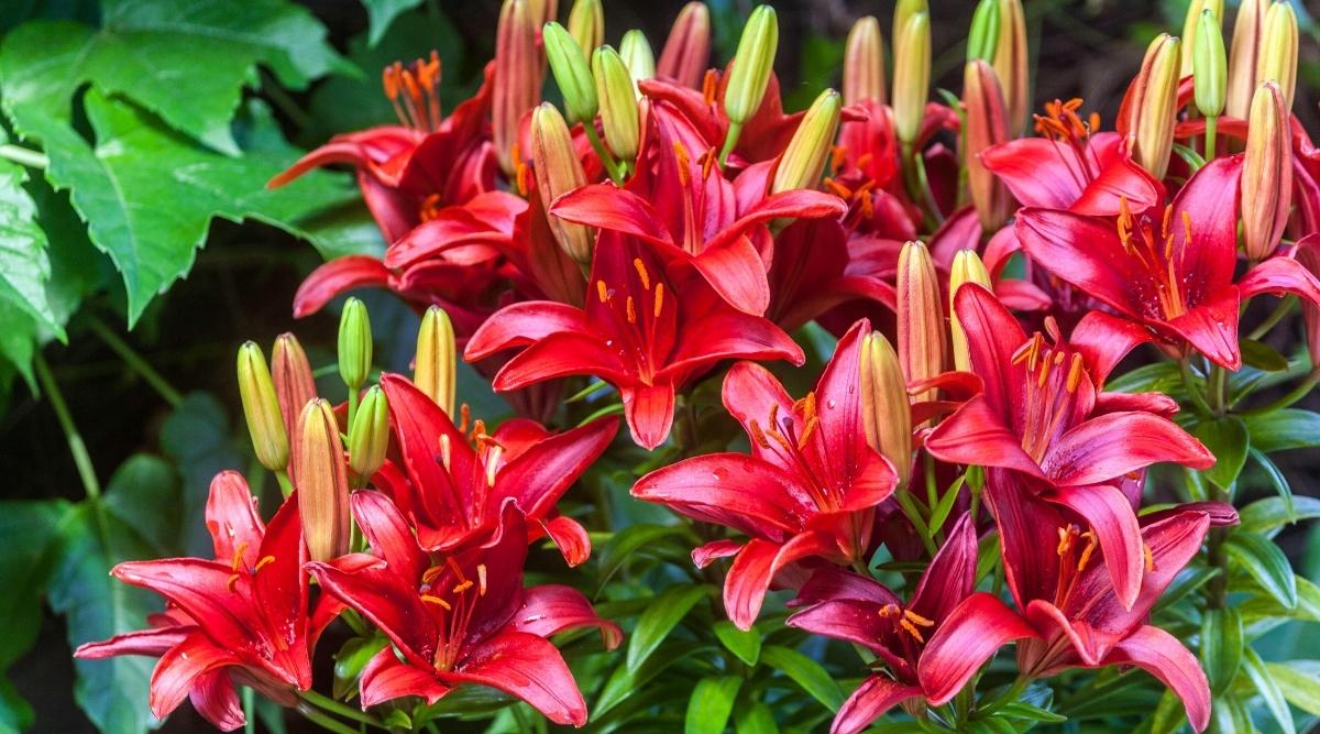 Varios Scarlet Lilium 'Tiny Hope' con seis pétalos de colores vivos que forman una estrella y se abren a un estambre rojo hacia arriba que crece en un jardín con varios botones florales listos para florecer