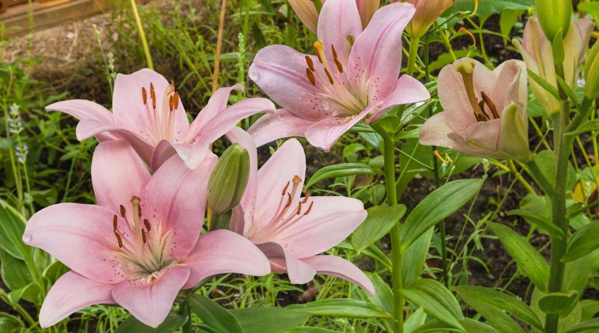 Cinco flores rosadas suaves del Lilium brindisi con seis pétalos cada una y estambres largos que crecen en un jardín casero a lo largo de una frontera