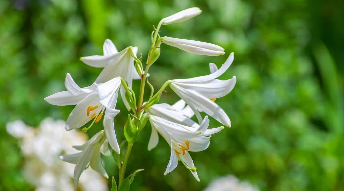Varias flores de Lilium candidum de color blanco brillante en forma de trompeta que crecen de un solo tallo alto con seis pétalos que se abren a un estambre amarillo con un fondo verde borroso