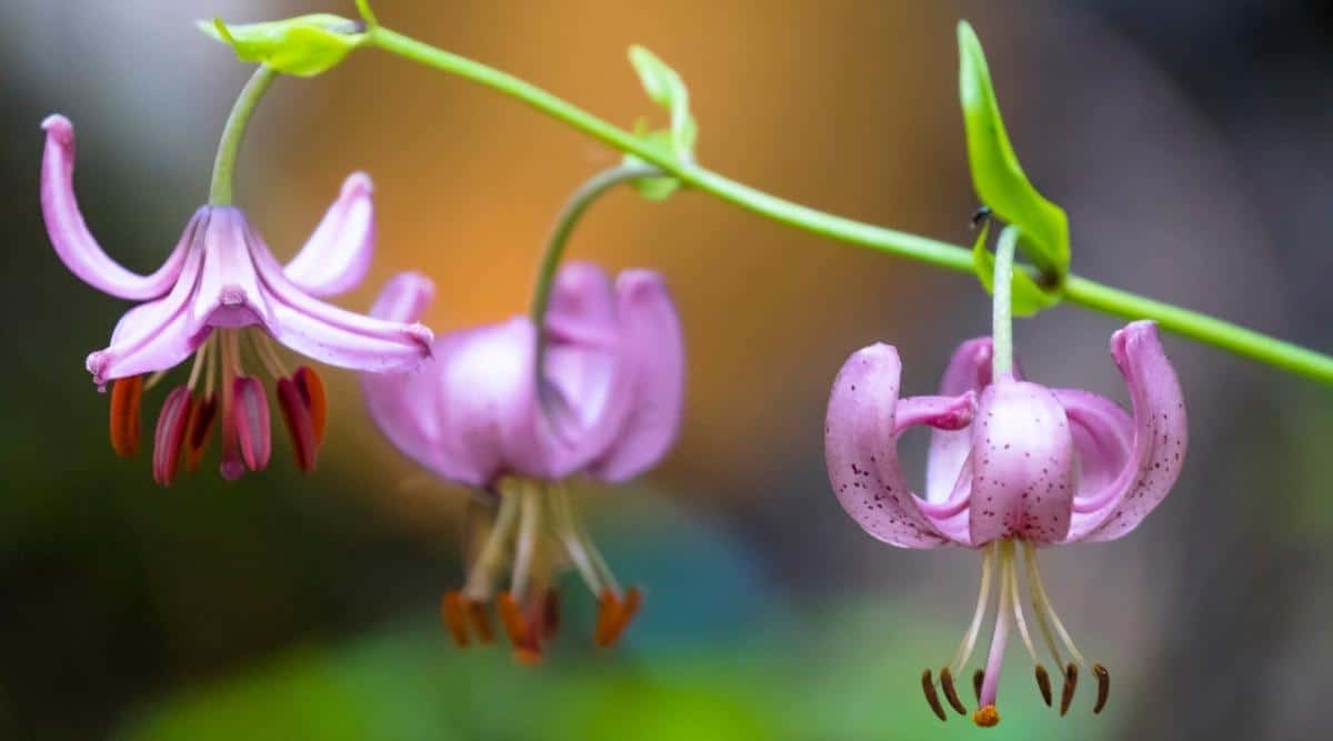 Tres flores de color púrpura rosado suave con pétalos que se pliegan hacia arriba del Lilium cernuum que crece a lo largo de un tallo central y cuelga hacia abajo