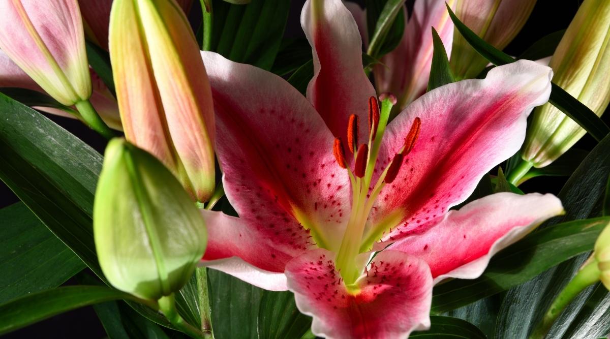 Primer plano de una flor de Lilium 'Starlight Express' con seis pétalos de color rosa brillante que tienen motas de color rojo intenso y bordes de volantes blancos con un largo estambre verde pálido con puntas rojas que sobresalen de la flor con el follaje de la planta y los capullos de flores que lo rodean