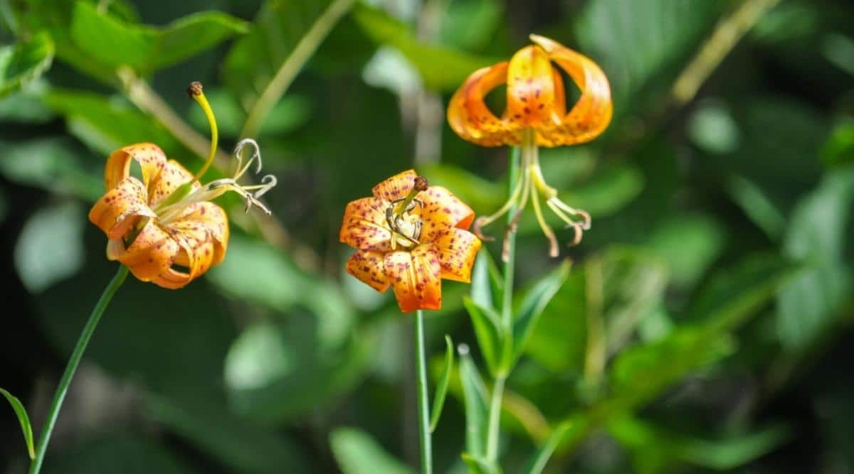 Tres pequeñas flores naranjas Lilium columbianum con manchas marrones oscuras en cada uno de sus seis pétalos que se curvan hacia afuera y crecen a partir de un solo tallo para cada flor contra un fondo borroso de un jardín borroso