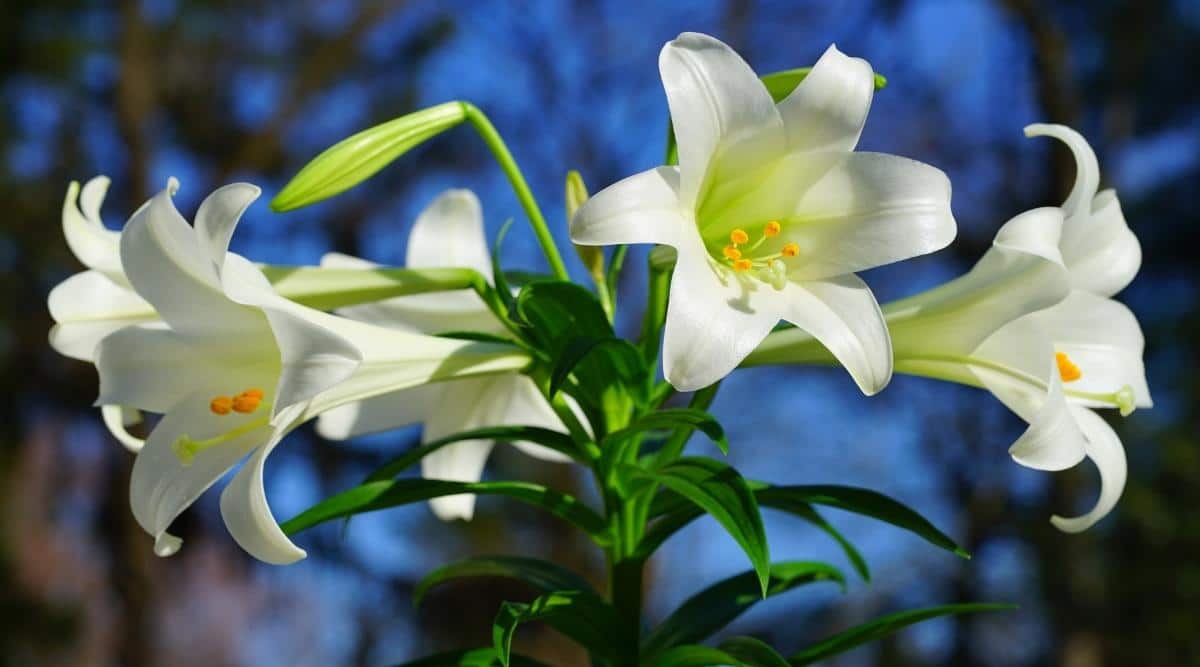 Varias flores blancas brillantes de Lilium longiflorum en forma de trompeta que crecen de un solo tallo alto con seis pétalos que se abren a un estambre amarillo con vegetación borrosa y fondo de cielo azul