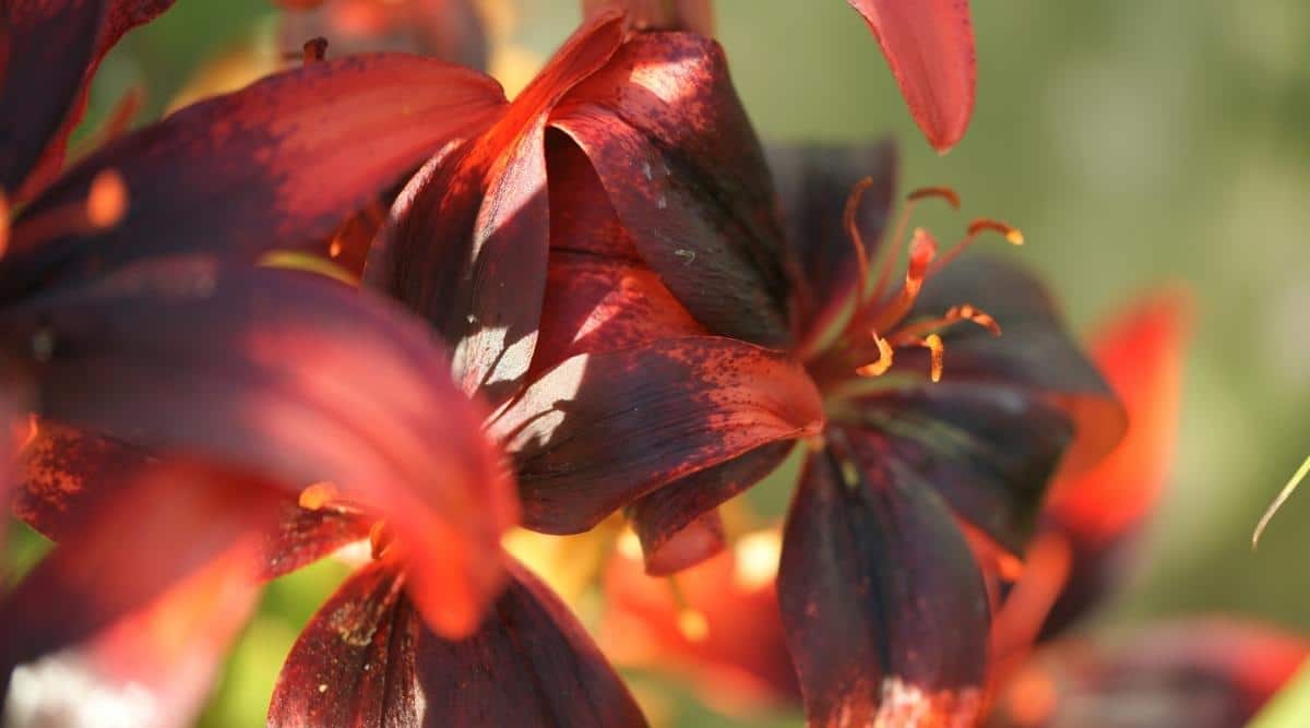 Primer plano de flores de color púrpura oscuro Lilium papilliferum que tienen gargantas de color rojo intenso y estambres rojos brotan de los seis pétalos en forma de lanza que forman una estrella a su alrededor