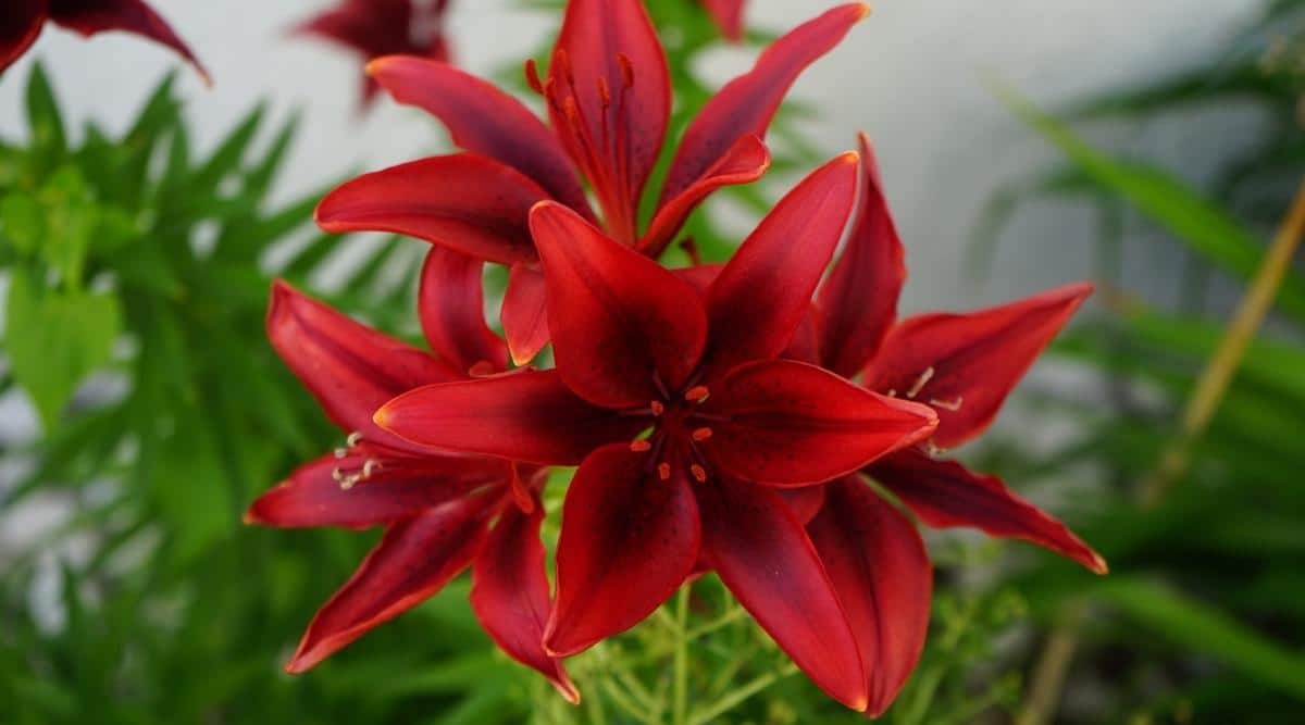 Cinco flores de color rojo oscuro con gargantas de color rojo oscuro del Lilium 'Black Out' que crecen sobre un solo tallo en un jardín casero a lo largo de una pared con un jardín borroso en el fondo