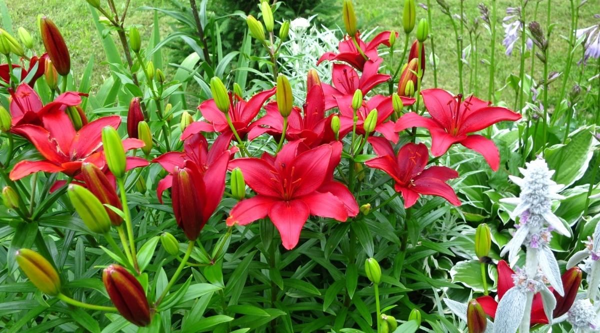 Varios Lilium rojo profundo 'Monte Negro' con seis pétalos de colores vivos que forman una estrella y se abren al estambre rojo que crece en un lecho de flores entre otras flores y capullos