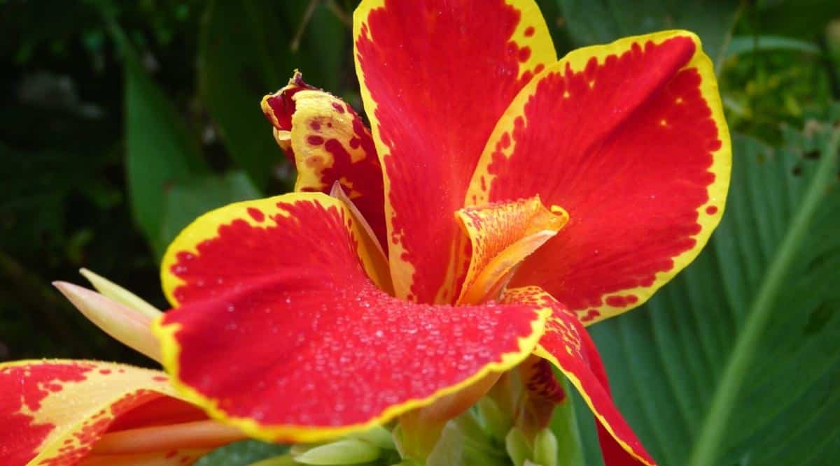 Primer plano de una flor Lucifer roja vibrante con bordes amarillos dorados de los pétalos sobre un tallo alto con follaje verde en un lecho de flores.  Se muestran en un día soleado y con un fondo ligeramente desenfocado.