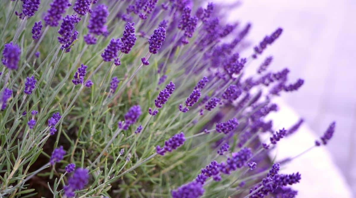Cultivar 'Mitcham Gray' creciendo en un invernadero cerrado.  Los tallos de las plantas son de un color gris a plateado y cada uno está cubierto de flores que son de un púrpura más profundo a un azul.  Todos ellos están en flor.  La imagen está en ángulo con los tallos de las plantas que vienen de izquierda a derecha.