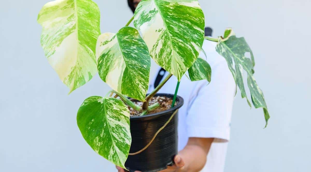 Primer plano de una planta Monstera Borsigiana Albo Variegated en una olla negra sostenida por un hombre con una camiseta blanca.  5 hojas grandes, en forma de corazón, jaspeadas, de color verde oscuro con blanco.  El fondo es claro y borroso.