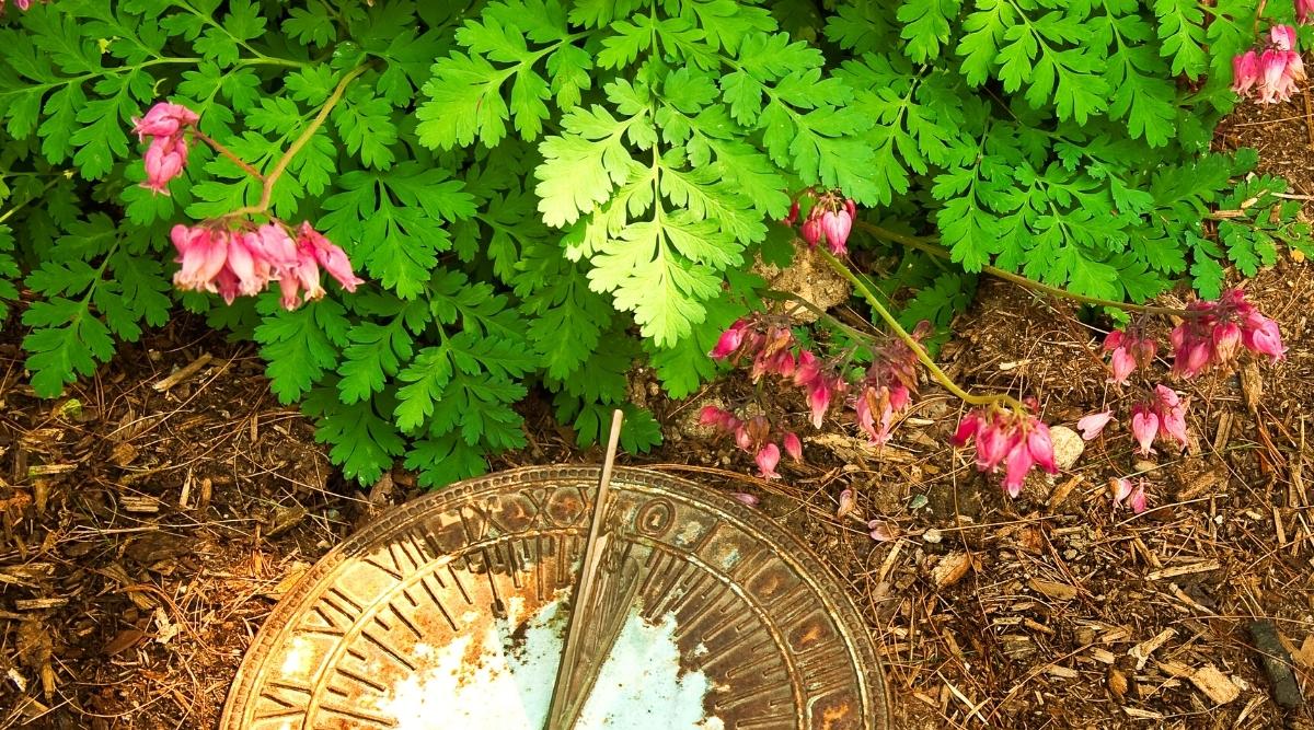 Un viejo reloj de sol descansa sobre un mantillo de corteza junto a un Lamprocapnos spectabilis.  El arbusto tiene flores de color rosa brillante en forma de corazón y hojas verdes gruesas y pinnadas diseccionadas.  En el viejo reloj de sol dorado, la pintura se ha desprendido ligeramente en el medio.