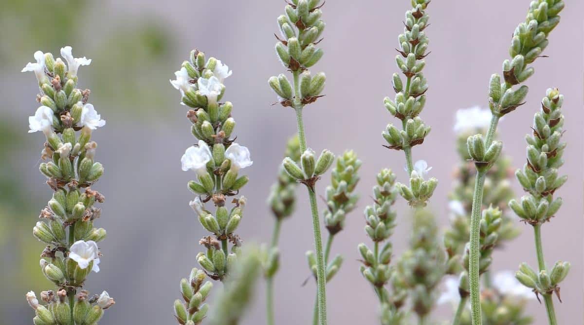 Una imagen de cerca del cultivar 'nana alba'.  Puedes ver el follaje verde pálido y la base de las flores de cerca.  La planta está empezando a florecer y se pueden ver varias flores blancas saliendo de varios de los botones florales.