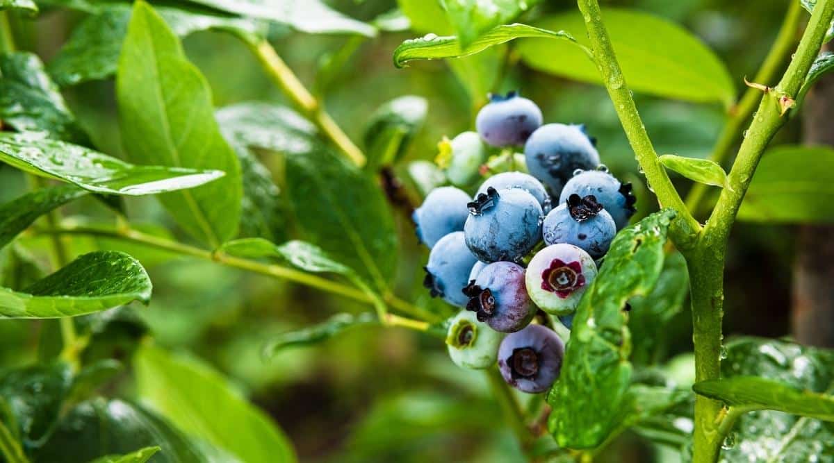Un primer plano de arándanos highbush del norte que crecen en ramas arbustivas.  En su mayoría son azules, pero algunas frutas son verdes y se vuelven moradas a medida que maduran.  El follaje es extremadamente saludable y es de color verde brillante.