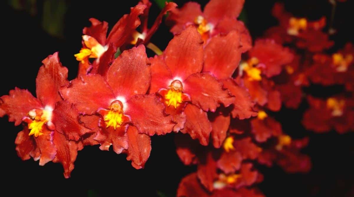 Una imagen de la orquídea oncidium 