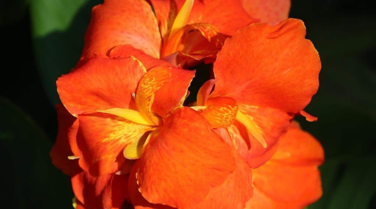 Una imagen de cerca de Canna x generalis 'Orange Punch' con un enfoque en las flores.  Son de color naranja intenso, con algunos colores naranja brillante y casi amarillos hacia el centro de cada flor.