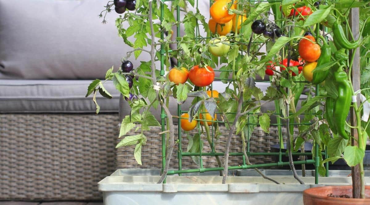 Plantas de tomate y pimiento verde creciendo verticalmente en un sistema de espaldera verde.  Se sienta en un balcón al lado de un mobiliario de jardín de mimbre gris con varios tomates maduros rojos y amarillos.  También hay algunos tomates verdes sin madurar.
