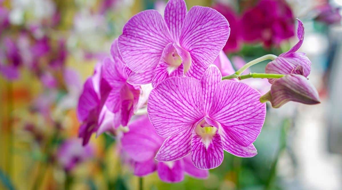 Primer plano de dos orquídeas púrpuras Piccola Surprise.  Las flores de Phalaenopsis son de color púrpura, tienen pétalos y sépalos redondeados, de color púrpura pálido con rayas más oscuras y un labio de color púrpura intenso.  Varios capullos sin abrir cuelgan de una rama.  El fondo es borroso.