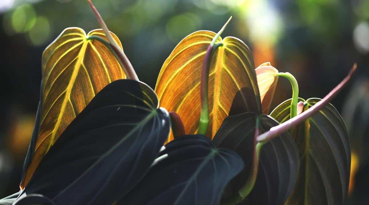 Primer plano de hojas de plantas de interior.  Las hojas son de color verde oscuro, de textura aterciopelada y finas venas blancas.  La planta está iluminada por el sol del mediodía.  El fondo es borroso.