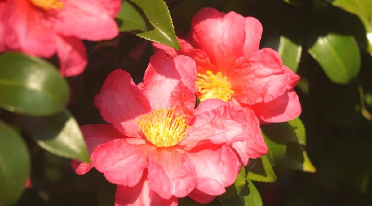 Primer plano de tres flores de camelia rosa brillante en flor rodeadas de follaje verde brillante.  Las flores son grandes, con estambres amarillos en el centro.  El fondo es oscuro y borroso.