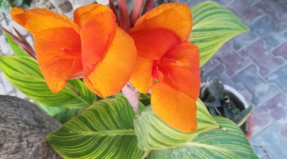 Una imagen de cerca de Canna x generalis 'Pretoria', con un enfoque tanto en la flor como en el follaje.  Las hojas verdes están en el fondo de la imagen y son grandes.  Cada hoja tiene algo de variedad y tiene una coloración verde oscura y verde más clara.  La planta es bastante alta y las flores en la parte superior son una mezcla del 50 % de naranjas más oscuras y más claras.  Las flores están floreciendo y hay dos flores anaranjadas distintas en foco.
