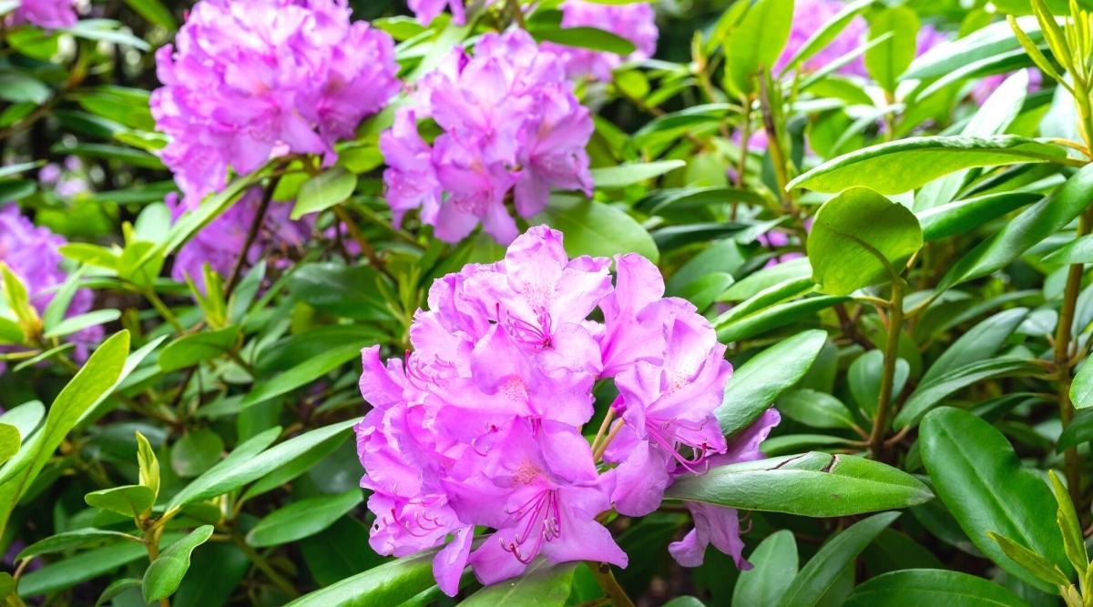   Un rododendro de color púrpura que tiene flores maduras y follaje verde maduro.  Puedes ver alrededor de cinco racimos de flores de color púrpura en la imagen, así como hojas de color verde brillante en el arbusto.