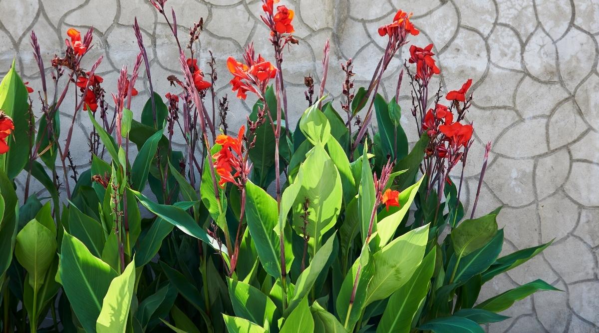 Flores de Red Dazzler de color rojo tomate que crecen en tallos altos con follaje verde largo en un jardín junto a una pared con formas de baldosas onduladas grabadas en la pared.
