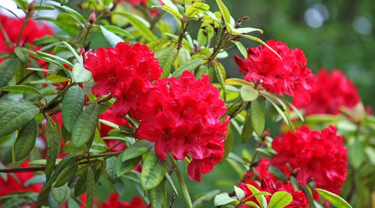 Un arbusto floreciente rojo vibrante que crece en el jardín.  Hay alrededor de seis flores en un solo arbusto.  El follaje es de color verde brillante.  Es sano y maduro.