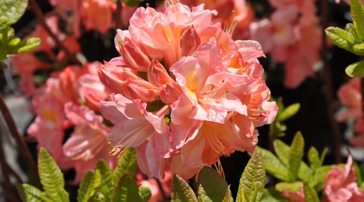 Una imagen de cerca de 'Rhododendron Cecile', que es de color melocotón.  Es casi un color de aspecto coral.  Puedes ver varias flores floreciendo del arbusto en el fondo, pero hay una hermosa flor que es el foco principal de la imagen.