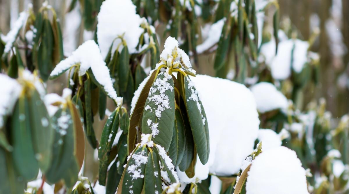 Un arbusto con follaje verde oscuro cubierto de nieve en invierno.  Puedes ver el follaje de los arbustos, sin flores.  Hay nieve en aproximadamente la mitad de las hojas del arbusto.