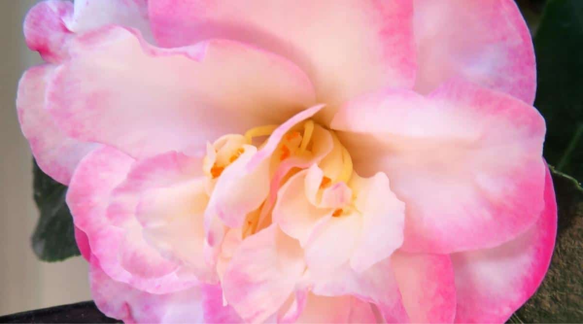 Primer plano de la flor de camelia Lesley Ann.  Impresionante flor con pétalos dobles en blanco que se desvanece a los bordes de color rosa intenso.  El centro de la flor tiene toques de amarillo en los estambres.