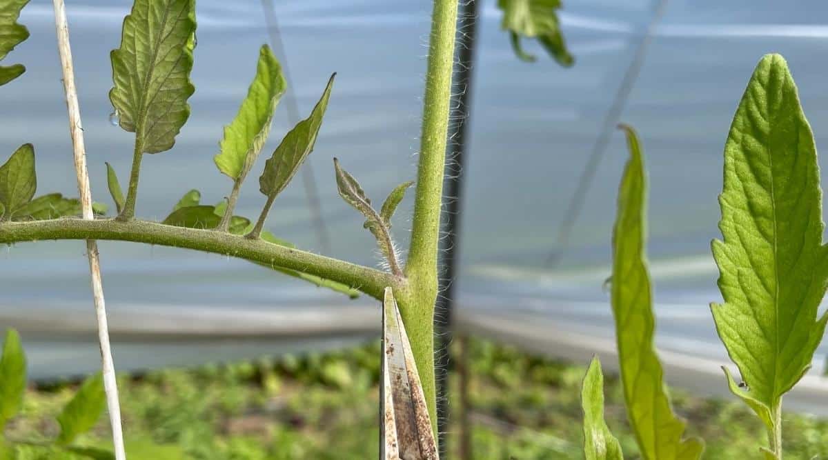 Primer plano de un pequeño lechón que crece entre dos ramas maduras de una planta.  La planta está creciendo en un invernadero y está siendo entrenada para crecer verticalmente.  Puede ver la cubierta del invernadero al área de cultivo en el fondo.