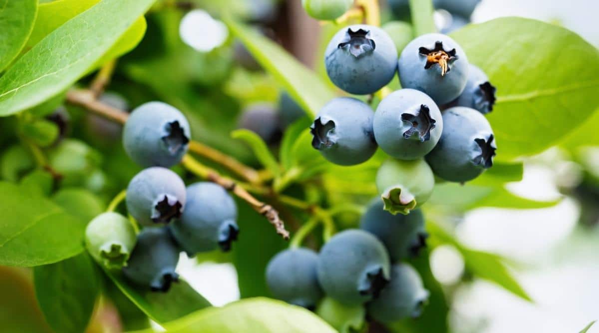 Un primer plano de Southern Highbush Blueberry con frutos maduros en las ramas del arbusto.  El follaje es verde en el fondo, y se pueden ver algunas frutas verdes sin madurar cerca de otras que están listas para ser cosechadas.